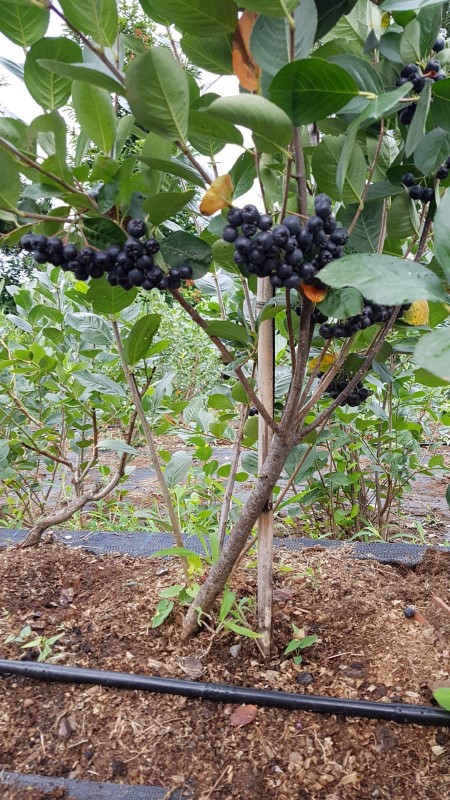 satılık aronia meyvesi