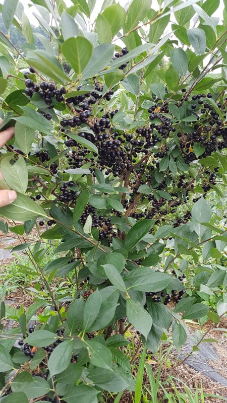 satılık aronia meyvesi