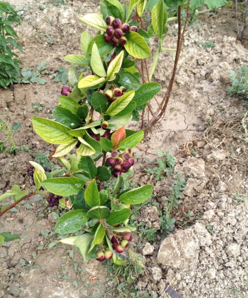 aronia fidanliği